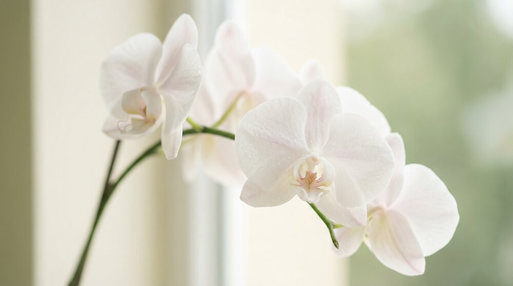 胡蝶蘭が「幸福の象徴」と呼ばれる理由と花言葉に込められた意味